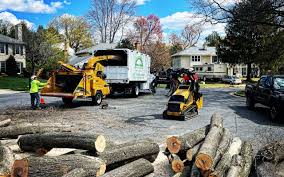 How Our Tree Care Process Works  in  Sparks, GA